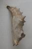 Nymphalis polychloros